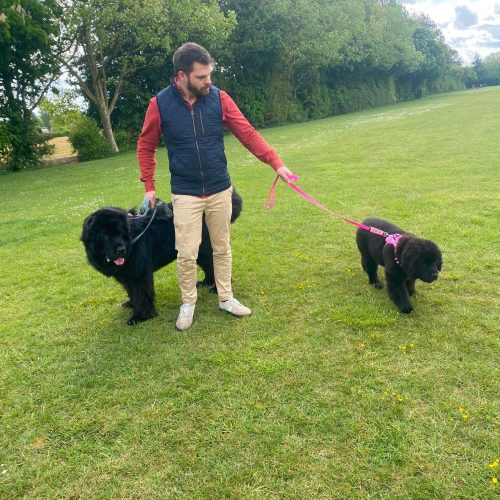Dog Walking Service Tab